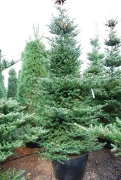 Koreaanse Zilverspar (Abies Koreana) -Directplant Winkel abies koreana