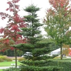 Koreaanse Zilverspar (Abies Koreana) -Directplant Winkel abies koreana 1