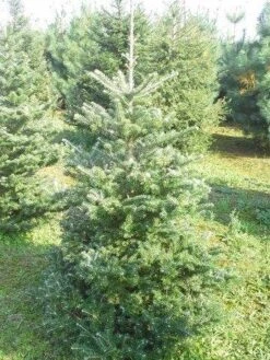 Koreaanse Zilverspar (Abies Koreana) -Directplant Winkel abies koreana 125 150 1
