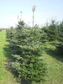 Koreaanse Zilverspar (Abies Koreana) -Directplant Winkel abies koreana 175 200