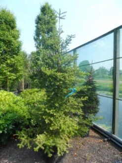 Koreaanse Zilverspar (Abies Koreana) -Directplant Winkel abies koreana 200 250