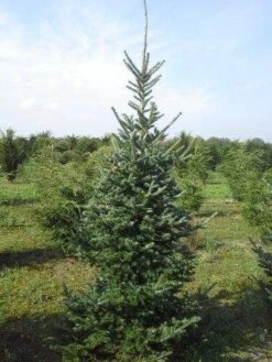Koreaanse Zilverspar (Abies Koreana) -Directplant Winkel abies koreana 200 250 1