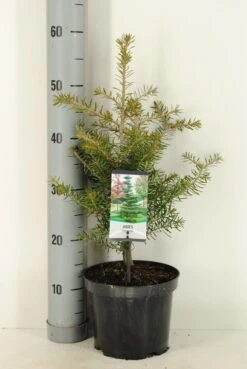 Koreaanse Zilverspar (Abies Koreana) -Directplant Winkel abies koreana c3 m