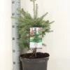 Koreaanse Zilverspar (Abies Koreana) -Directplant Winkel abies koreana c5 m