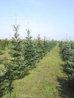 Koreaanse Zilverspar (Abies Koreana) -Directplant Winkel abies koreana diverse