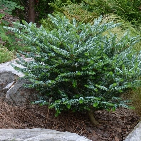 Koreaanse Zilverspar (Abies Koreana 'Silberlocke') 3 Koreaanse Zilverspar (Abies Koreana 'Silberlocke')