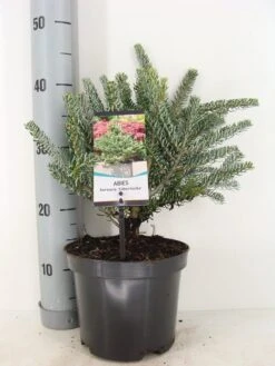 Koreaanse Zilverspar (Abies Koreana 'Silberlocke') 7 Koreaanse Zilverspar (Abies Koreana 'Silberlocke') -Directplant Winkel abies koreana silberlocke c3 m 2
