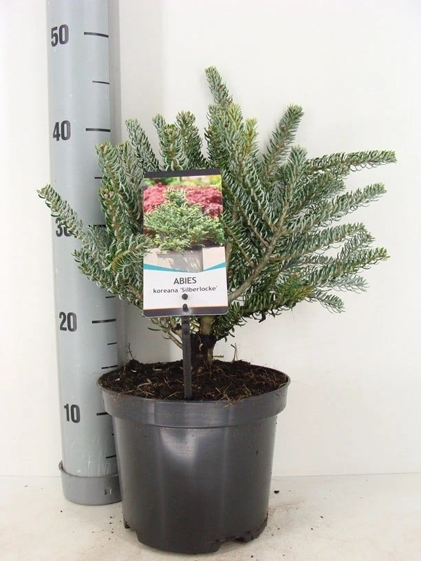 Koreaanse Zilverspar (Abies Koreana 'Silberlocke') 5 Koreaanse Zilverspar (Abies Koreana 'Silberlocke') - Afbeelding 3