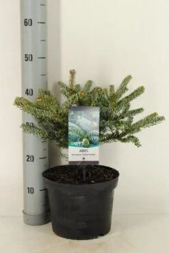 Koreaanse Zilverspar (Abies Koreana 'Silberlocke') 6 Koreaanse Zilverspar (Abies Koreana 'Silberlocke') -Directplant Winkel abies koreana silberlocke c5 m 2 1