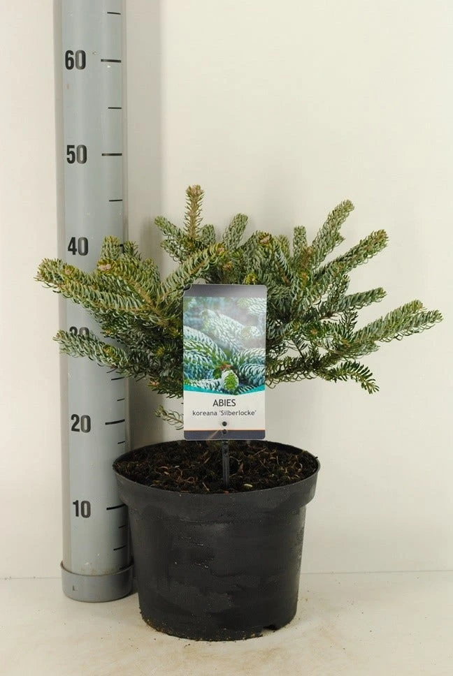 Koreaanse Zilverspar (Abies Koreana 'Silberlocke') 4 Koreaanse Zilverspar (Abies Koreana 'Silberlocke') - Afbeelding 2