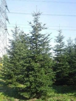 Nordmann-spar (Abies Nordmanniana) -Directplant Winkel abies nordmaniana 550