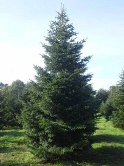 Nordmann-spar (Abies Nordmanniana) -Directplant Winkel abies nordmaniana 550 1
