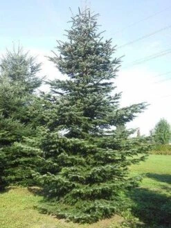 Nordmann-spar (Abies Nordmanniana) -Directplant Winkel abies nordmaniana 650 1