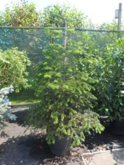 Nordmann-spar (Abies Nordmanniana) -Directplant Winkel abies nordmanniana 150 175 200