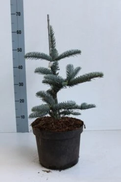Edelspar (Abies Procera (nobilis) 'Glauca') -Directplant Winkel abies procera glauca 30 40 cm co. 5l kopie