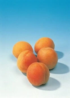 Abrikozenboom (Prunus Armeniaca 'Hongaarse') -Directplant Winkel abrikoos 1