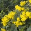Mimosa (Acacia Dealbata) -Directplant Winkel acacia dealbata