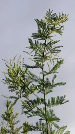 Mimosa (Acacia Dealbata) -Directplant Winkel acaciadealbata01