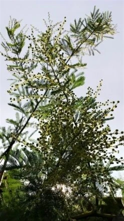 Mimosa (Acacia Dealbata) -Directplant Winkel acaciadealbata02 2