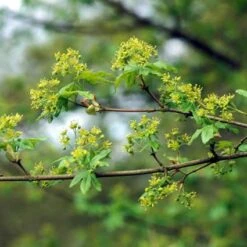 Spaanse Aak (Acer Campestre) -Directplant Winkel accampes 9