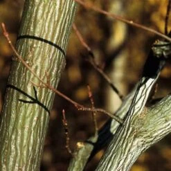 Streepjesbast Esdoorn (Acer Davidii) 7 Streepjesbast Esdoorn (Acer Davidii) -Directplant Winkel acdavidi 7
