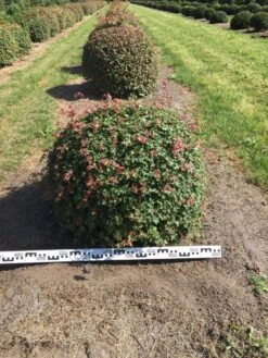 Spaanse Aak Als Bol (Acer Campestre) -Directplant Winkel acer campestre 80 cm breed bol drkl 2