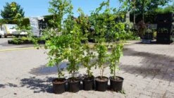 Veldesdoorn Als Haag (Acer Campestre) -Directplant Winkel acer campestre haag