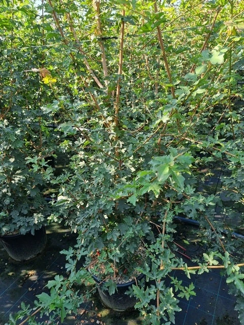 Meerstammige Veldesdoorn (Acer Campestre) 3 Meerstammige Veldesdoorn (Acer Campestre)