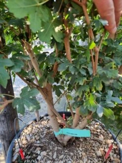 Meerstammige Veldesdoorn (Acer Campestre) -Directplant Winkel acer campestre meerstammig 2 1