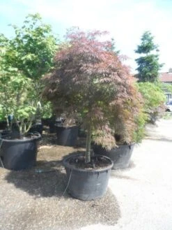 Japanse Esdoorn (Acer Palmatum 'Garnet') 20 Japanse Esdoorn (Acer Palmatum 'Garnet') -Directplant Winkel acer garnet 120 130stam extra 1