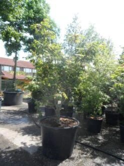 Japanse Esdoorn (Acer Japonicum 'Aconitifolium') -Directplant Winkel acer japonicum aconitifolium 175 200 c350 1