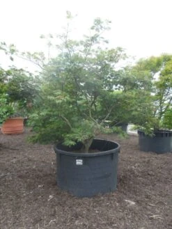 Japanse Esdoorn (Acer Japonicum 'Aconitifolium') -Directplant Winkel acer japonicum aconitifolium 250 300 c1500 1