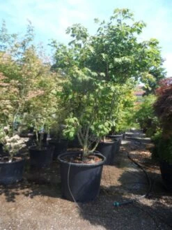Japanse Esdoorn (Acer Japonicum 'Aconitifolium') -Directplant Winkel acer japonicum aconitifolium 250 300 c350 extra 1