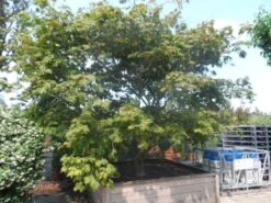 Japanse Esdoorn (Acer Japonicum 'Aconitifolium') -Directplant Winkel acer japonicum aconitifolium solitair 1