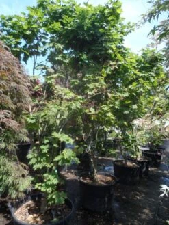 Japanse Esdoorn (Acer Japonicum 'Vitifolium') -Directplant Winkel acer japonicum vitifolium 250 300 c130