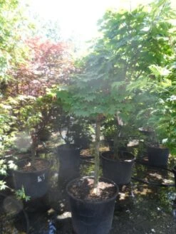 Japanse Esdoorn (Acer Japonicum 'Vitifolium') -Directplant Winkel acer japonicum vitifolium halfstam c130