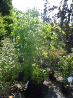 Vederesdoorn (Acer Negundo 'Kelly's Gold') -Directplant Winkel acer negundo kelly s gold 175 200