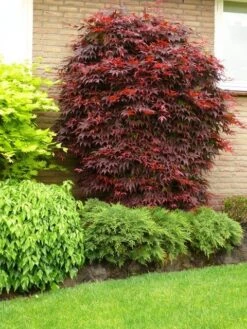 Japanse Esdoorn (Acer Palmatum 'Atropurpureum') -Directplant Winkel acer p. atropurpureum 1