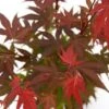 Japanse Esdoorn (Acer Palmatum 'Atropurpureum') -Directplant Winkel acer p. atropurpureum 2 1
