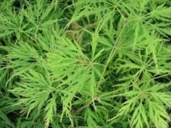 Japanse Esdoorn (Acer Palmatum 'Dissectum') -Directplant Winkel acer p. dissectum achtergrond 1 1