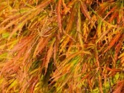 Japanse Esdoorn (Acer Palmatum 'Dissectum') -Directplant Winkel acer p. dissectum achtergrond 2