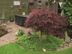 Japanse Esdoorn (Acer Palmatum 'Inabe-shidare') -Directplant Winkel acer p. inaba shidare 1