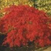 Japanse Esdoorn (Acer Palmatum 'Inabe-shidare') -Directplant Winkel acer p. inabe shidare 2