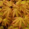 Japanse Esdoorn (Acer Palmatum 'Orange Dream') -Directplant Winkel acer p. orange dream