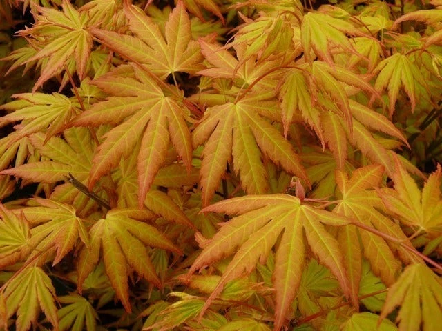 Japanse Esdoorn (Acer Palmatum 'Orange Dream') 3 Japanse Esdoorn (Acer Palmatum 'Orange Dream')