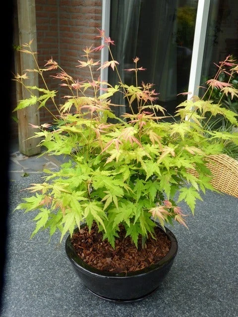 Japanse Esdoorn (Acer Palmatum 'Orange Dream') 5 Japanse Esdoorn (Acer Palmatum 'Orange Dream') - Afbeelding 3