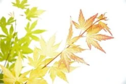 Japanse Esdoorn (Acer Palmatum 'Orange Dream') 19 Japanse Esdoorn (Acer Palmatum 'Orange Dream') -Directplant Winkel acer p. orange dream 3