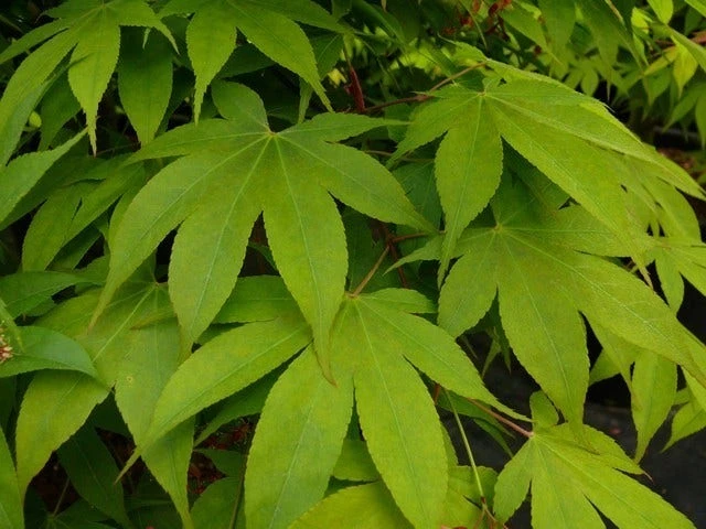 Japanse Esdoorn (Acer Palmatum 'Osakazuki') 4 Japanse Esdoorn (Acer Palmatum 'Osakazuki') - Afbeelding 2