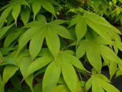 Japanse Esdoorn (Acer Palmatum 'Osakazuki') -Directplant Winkel acer p. osakazuki 1