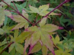 Japanse Esdoorn (Acer Palmatum 'Sangokaku') -Directplant Winkel acer p. sangokaku